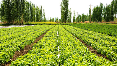 農(nóng)業(yè)生態(tài)園建設(shè)中存在的一些問(wèn)題