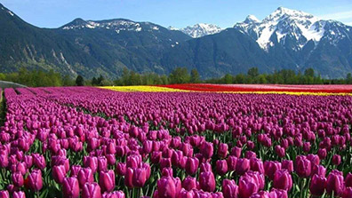 園藝療法在植物景觀設(shè)計(jì)中的應(yīng)用意義