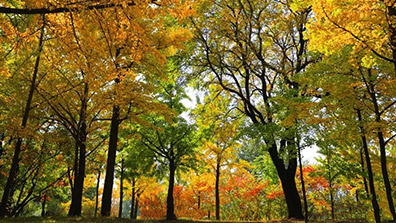 彩葉植物在景觀設(shè)計中的4點應(yīng)用原則